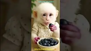 Baby Monkey Eating Grapes🤗#shortvideo #cute #monkey #funny #grape