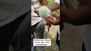Protection of guava fruit from birds and monkey through net and polythene