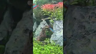 Cardinal Tetra - The fish you want in your Aquarium?