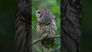 Barred Owl calling.