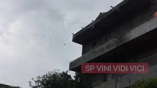 SUARA PANGGIL WALET TERBAIK ! SP VINI VIDI VICI