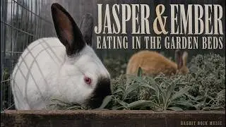 Jasper & Ember Eating In The Garden Beds #rabbit #cuteanimal #bunny