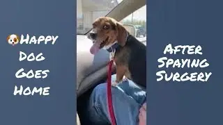 🐶Cute Jackabee (Beagle Jack Russell) goes home after Spraying surgery. Greeted by Beagle & Maltese
