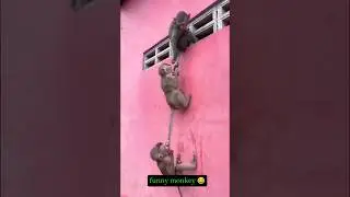 New Monkey Funny Shorts🤣🤪