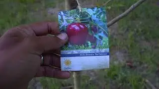 Growing Apples in Florida
