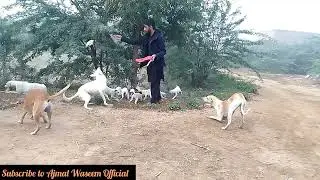 Feed Stray Animals for the sake of God | Animals Aid Unlimited Pak