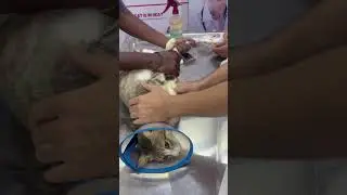 Helping my sick cat with Nebulizer & IV &ndash; Recovery Moments 💕