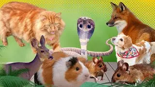 FUNNY and CUTE Animal Sounds: cat, dog, wolf,  Mice, Antelope,  Mouse, Monkey | Animal Moments