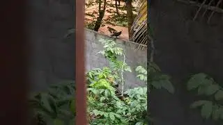 crow ki awaz naturally | Sri Lankan Crow | kaputa | Sound of Crows | 2022 crow | kakka | bird
