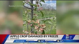 Beasley's Orchard faces massive crop damage from cold