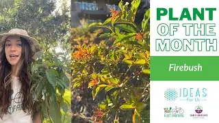 Firebush: Our Plant of the Month!