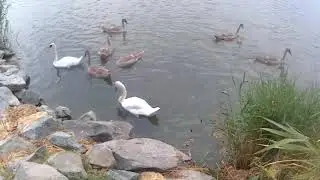 Swans 🦢 and cygnets rest near the rocks / Лебеди 🦢 и лебёдушки отдыхают у камней *2 #myriamy2500