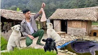Off-Grid Life With My Dogs & A Baby Goat | A Quiet Healing Day