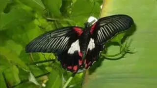 Mariposita de primavera- Pablo Milanés