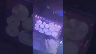 Paramore - That's What You Get #fingerdrummer #follow