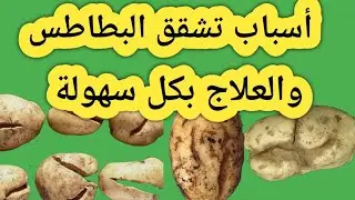أسباب تشقق البطاطس وطريقة العلاج بكل سهولة وبالتفصيل