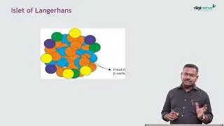 Understanding Diabetes Mellitus | Dr Archith Boloor