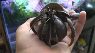 The Curious Beast