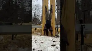 Fake accounts can frig off #lumberbarbie #sawmill #liveedge #funny #wood #woodworking #offgrid #tree