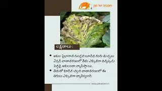 Cauliflower Leaf Spot Disease: Symptoms & Prevention Revealed | Cauli flower