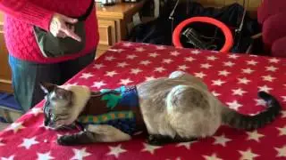 Katzengeschirr Bunter Wollstoff - Kater 5,6 Kilo