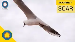 Soar Meaning | VocabAct | NutSpace