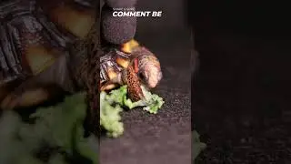 TORTOISE RED FOOT ASMR MUKBANG🐢THE FEEDING OF A LIFE TIME