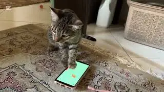 How cats play games on a mobile phone 
