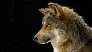 doge doge doge wolf