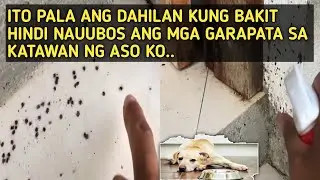 ITO PALA ANG DAHILA KUNG BAKIT HINDI NAUUBOS ANG MGA GARAPATA SA KATAWAN NG ASO KO..