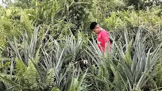 Bersih gulma dekat pondok kebun nanas #lahangambut #kebunsendiri #nanasmanis #fypシ゚viral