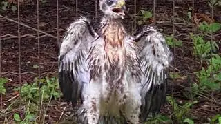 Red-tailed hawklets rescued and released
