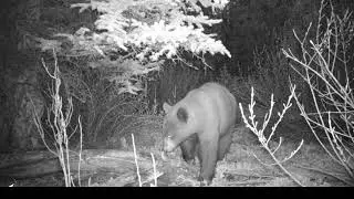 Night Time Foraging