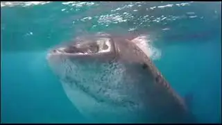 Whale shark makes gulp sound drinking water.
