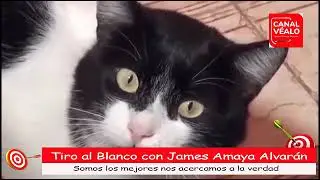 Ratas verdes en las alcantarillas.. Veamos.Infestados de una ratica y otras grandes