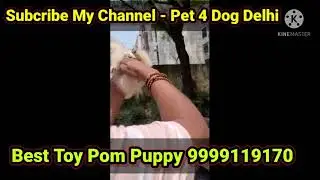 Trending toy pom puppies dog @pet4dog