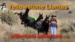 Llama Treks with Susi Sinay and Yellowstonellamas.com