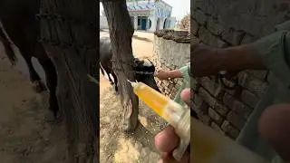 Buffalo Injection Process 🐃 Health Care #animalcare #animals #baffalo #animalhealth #cow