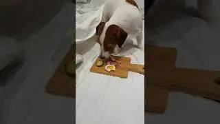 Dog Having Breakfast in Bed