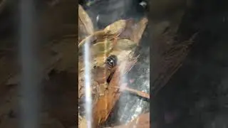 Here is one of my zebra isopods.