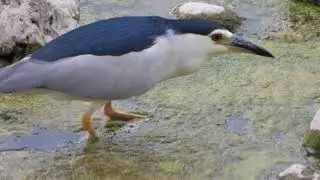 Fauna al fiume Calore