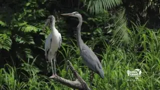 Birding Costa Rica