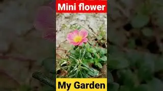 colourful purslane flower, Portulaca flower, moss rose plants, #youtubeshorts