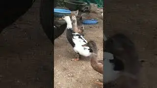 Naughty black and white duck