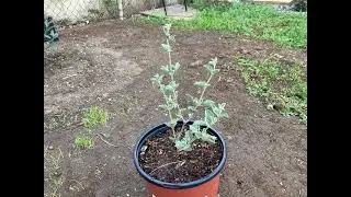 Native California Plants: Desert Lavender and Rose Sage