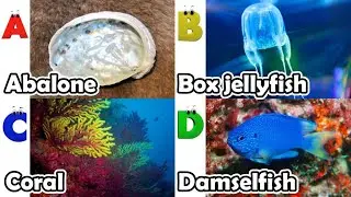 Изучаем названия морских животных | Песенка про морских животных | Самые популярные морские сущес...