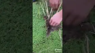 wow amazing technic fishing video|| under soil a big eel fish catching #fishing #fish
