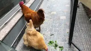 Chicken TV #156: Guarding the Greens