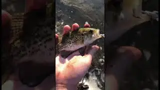 What kind of fish live below this dam? #bassfishing #fishing #shorts
