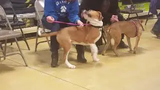 Hound mix puppy with Rover Rescue